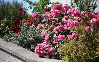 Paysagiste à Sarrebourg : votre jardin, notre mission !